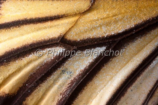 aile danaus genutia 2.JPG - Aile postérieure de Danaus genutiaCommon TigerLepidoptera, Nymphalidae, DanainaeBouthan
